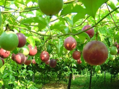 Xuất khẩu chanh dây sang Hoa Kỳ sẽ mở ra nhiều cơ hội cho nông dân.