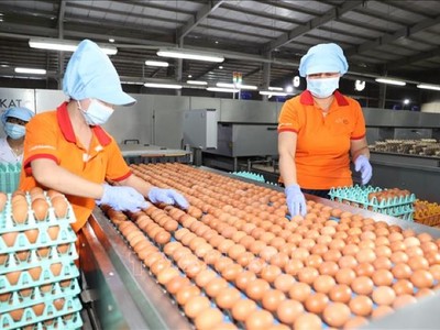 Năm 2025, ngành chăn nuôi đặt mục tiêu giá trị Kl994 nhà cái bóng đá world cup toàn ngành tăng khoảng 4 - 5% so với năm 2024.