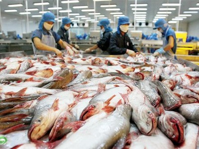 Ngành cá tra kỳ vọng tăng trưởng xuất khẩu 5 - 10% trong năm 2025 