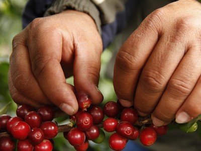Cà phê Excelsa được xem là giải pháp khả thi chống lại biến đổi khí hậu.