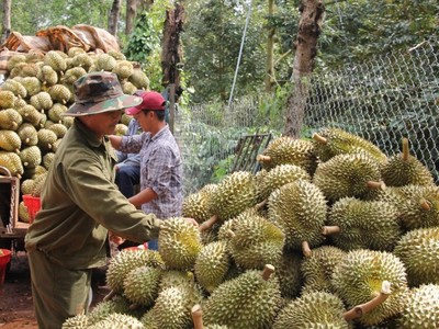 Xuất khẩu sầu riêng bất ổn khiến xuất khẩu rau quả giảm mạnh 3 tháng liên tiếp.