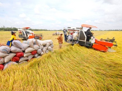 Đoàn kiểm tra liên ngành về xuất khẩu gạo đang tiến hành kiểm tra tại ĐBSCL.