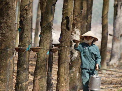 Năm nay, Cao su Phước Hòa đặt chỉ tiêu Kl99 nổ hũ giảm 23,4% so với mức thực hiện năm ngoái