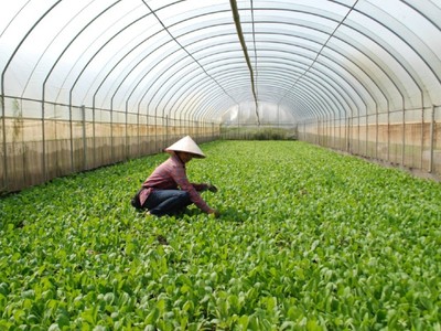 Hà Nội: Hơn 1.000 ha đất lúa được chuyển đổi mục đích sử dụng hàng năm 