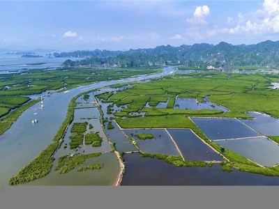 Hải Phòng muốn tái Kl99ok phiên bản mới nguồn thu từ giao dịch tín chỉ các-bon 