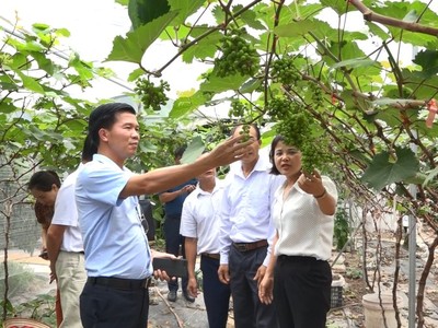 Liên kết vùng trồng, mở lối tiêu thụ cho nông sản Hà Nội 