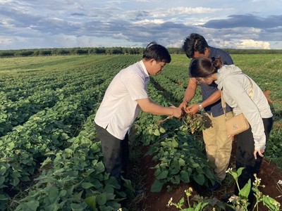 Vùng trồng khoai lang của Dự án Khu nông nghiệp công nghệ cao Chư Sê của Công ty cổ phần Kl994 nhà cái bóng đá world cup và Xuất Link Vào Nhà Cái KL99 COM Tặng +199k Việt Phúc. Ảnh: Công ty Việt Phúc. 