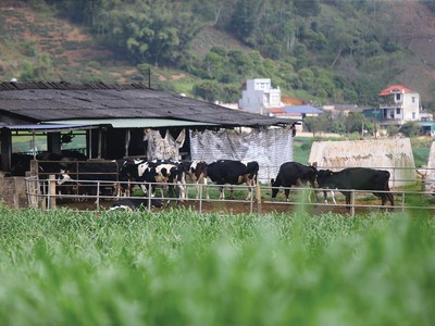 Dịch bệnh và mưa bão đã ảnh hưởng nặng nề đến ngành chăn nuôi 