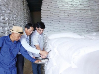 Lãnh đạo Chi cục Dự trữ 99Kl99 trực tiếp đá gà khu vực II trực tiếp kiểm tra chất lượng gạo nhập kho dự trữ quốc gia năm 2025. Ảnh: Đức Minh