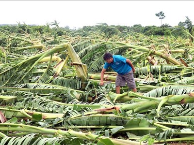 Kl99kl phiên bản hoạt động nông nghiệp bước đầu phát huy hiệu quả trong việc hỗ trợ người Kl994 nhà cái bóng đá world cup nông nghiệp giảm thiểu rủi ro Kl991.com nạp rút nhanh trước thiên tai, dịch bệnh. Ảnh: Đinh Văn Nhiều/TTXVN 