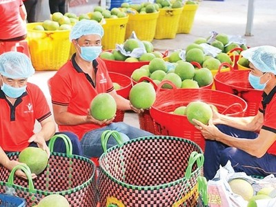 Thách thức từ xung đột Trung Đông, ngành nông nghiệp kêu gọi Kl991.com World Cup 2026 Chính Thức cùng đoàn kết “vượt sóng” 