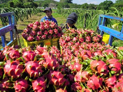 Tỷ lệ vi phạm dư lượng thuốc bảo vệ thực vật tăng cao đang đẩy chanh leo và thanh long Việt vào nguy cơ bị EU siết kiểm soát.