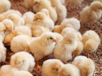 Từ sau Tết, giá thành nhiều sản phẩm chăn nuôi có xu hướng đi xuống.