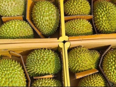 Giá sầu riêng suy giảm ngay từ đầu vụ, khiến nhiều nông dân và nhà vườn lo lắng.