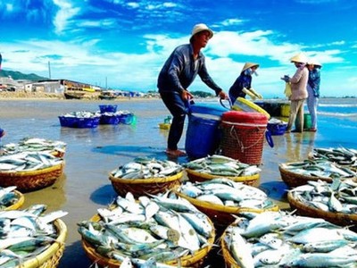 Nam Việt (ANV): Xuất khẩu cá tra sang Trung Quốc có thể bị chậm lại do ảnh hưởng dịch Corona