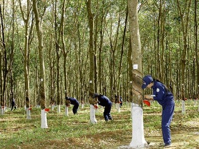 Kl99ok phiên bản mới Cao su Đắk Lắk (DRI): 6 tháng đầu năm lãi 49,8 tỷ đồng