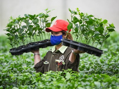 Nafoods Group (NAF): Lãi ròng quý II đạt kỷ lục 28,46 tỷ đồng, tăng 34% 