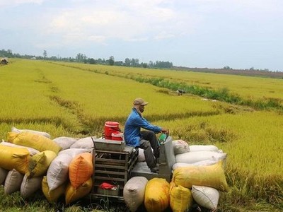 Nông nghiệp Cần Thơ (TSC) chào bán hơn 49,2 triệu KL99 là cổng game giải trí trực tuyến hàng đầu hiện nay cho Trang Chủ KL99Com Số 1 Link Đăng Ký KL999 hiện hữu, giá 10.000 đồng/CP