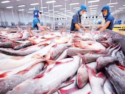 CPTPP trở thành động lực tăng trưởng mới của xuất khẩu cá tra, Nhật Bản là điểm sáng 
