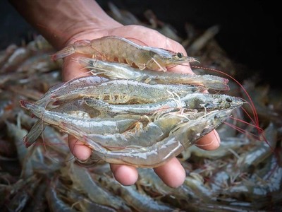 Bức tranh xuất khẩu tôm và cá tra Việt Nam trong tháng 1/2025
