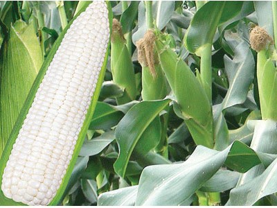 Công ty Đường Mặt Trời mua hơn 11% của NSC từ SCIC 