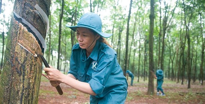 Cao su Đồng Phú: 10 tháng đạt 233 tỷ đồng Kl99 nổ hũ trước thuế
