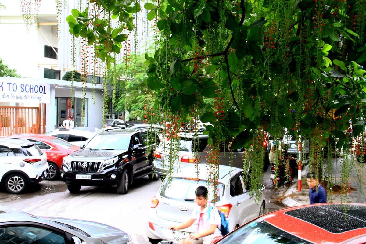 Hà Nội vào Thu đẹp hơn với "nhan sắc" của hoa.