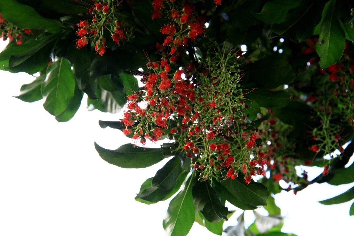Khoe sắc.