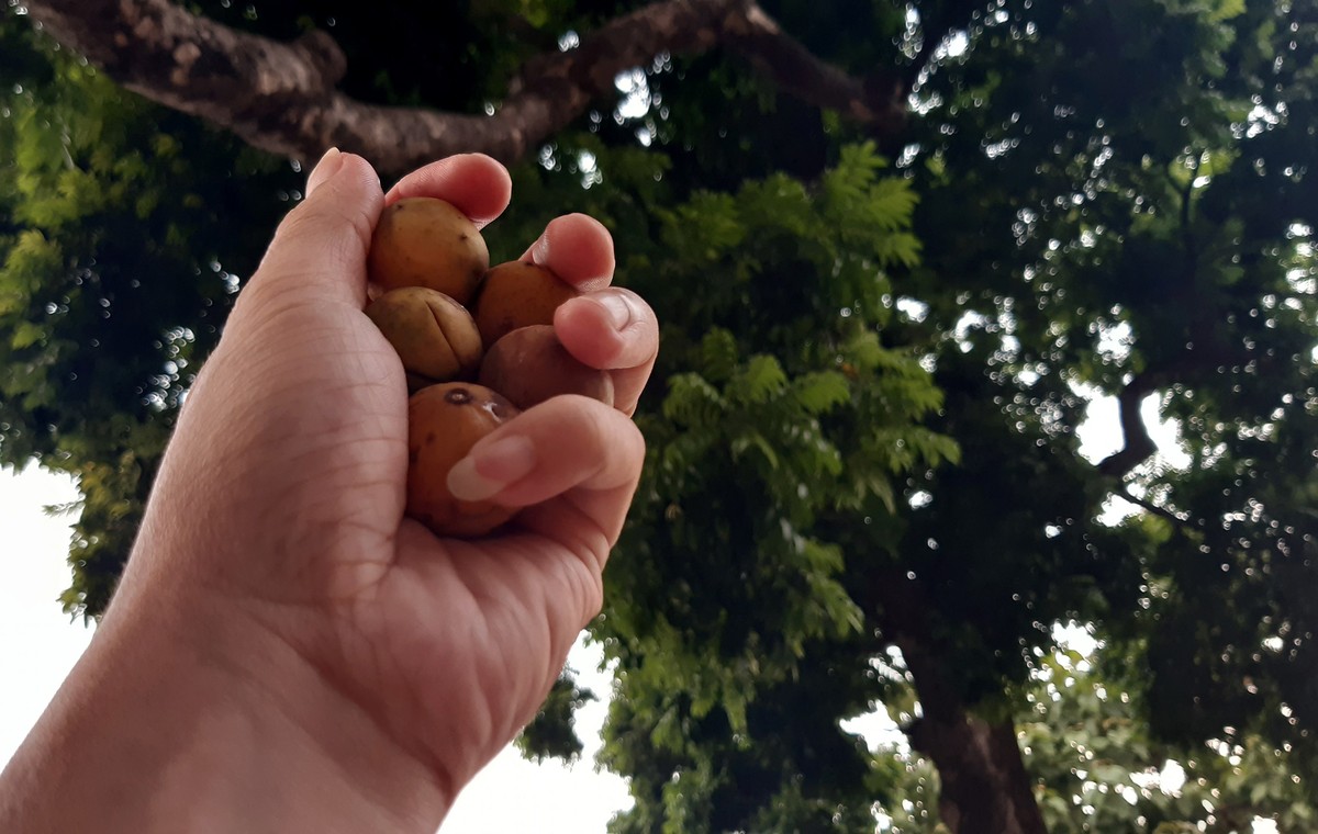 Mùa sấu chín.