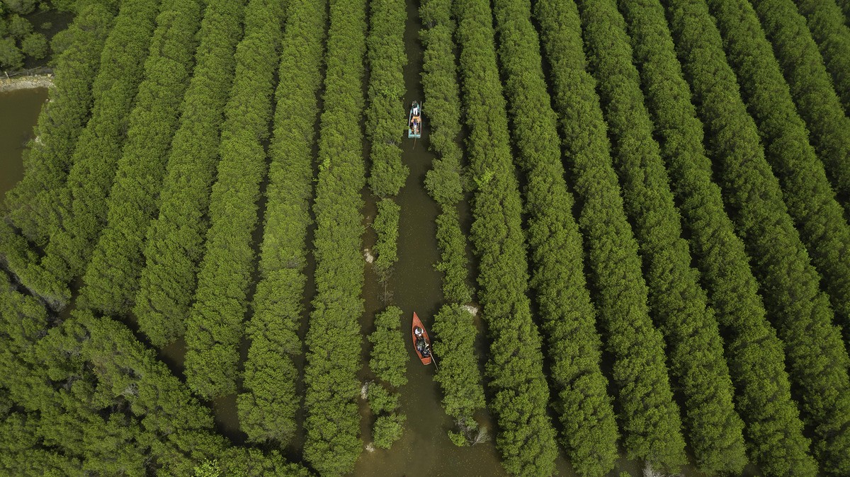 Rừng ngập mặn do GCF-UNDP tài trợ.
