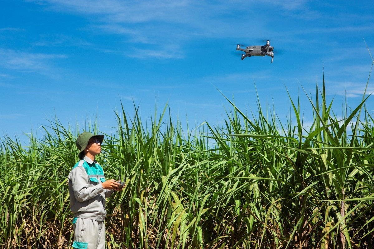 Nông trường công nghệ cao của AgriS tại tỉnh Tây Ninh Nông trường công nghệ cao của AgriS tại tỉnh Tây Ninh