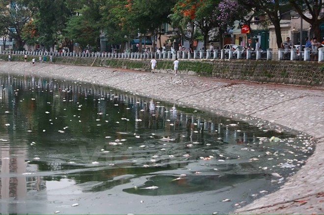 Đã thu vớt 6 tấn cá chết và làm sạch môi trường hồ Hoàng Cầu ảnh 1