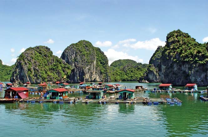 Đảo Cát Bà: Nơi rừng già và biển xanh gặp gỡ ảnh 3