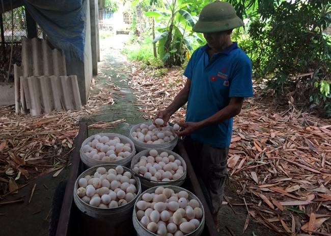 Bí ẩn nguồn gốc trứng gà ta giá rẻ bán đầy chợ ảnh 1