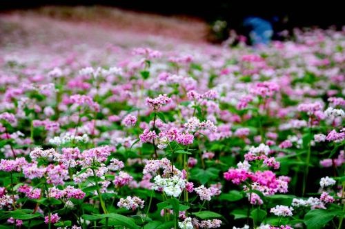 Kinh nghiệm phượt Hà Giang 2 ngày 2 đêm ảnh 2