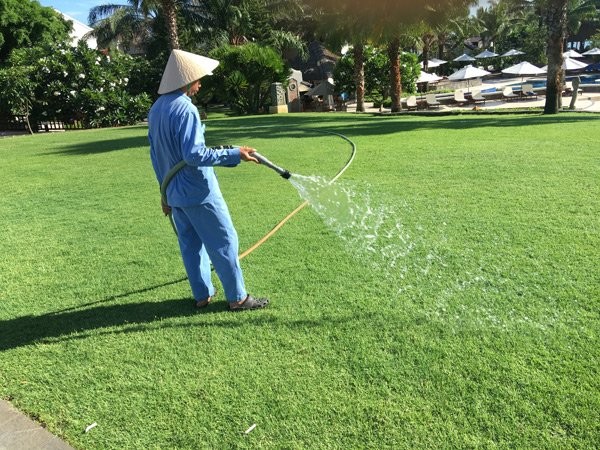 Trồng cỏ cho nhà giàu kiếm mỗi năm 500 triệu đồng ảnh 1