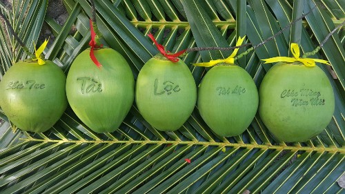 Dừa hồ lô, dừa bánh tét chưng Tết hơn nửa triệu đồng mỗi trái ảnh 1