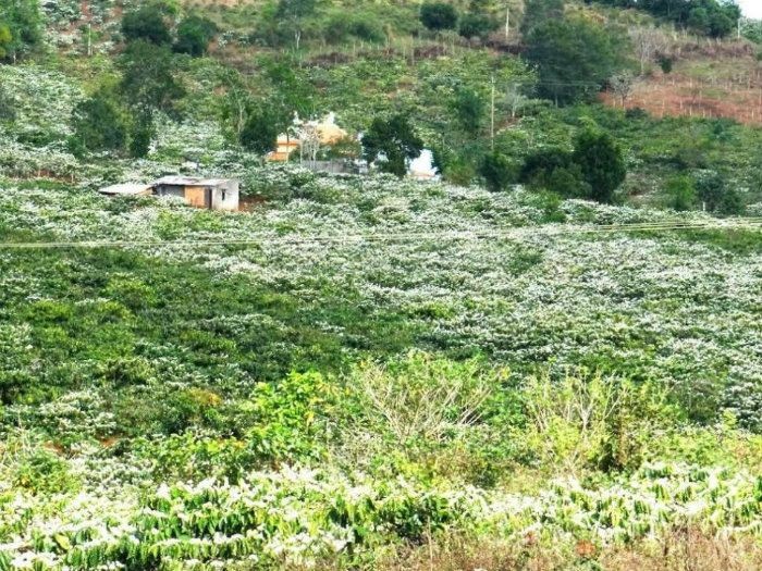 Hoa cà phê nở trắng trời Tây Nguyên ảnh 1