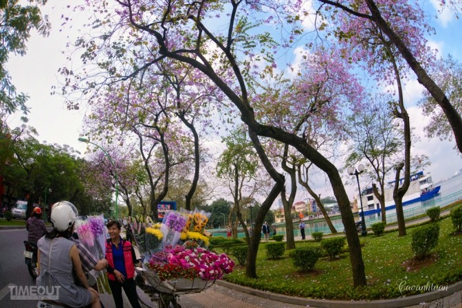 Biêng biếc chuyện tình hoa ban tím ảnh 6