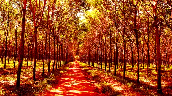Đẹp ngỡ ngàng Tây Nguyên mùa lá rụng ảnh 3