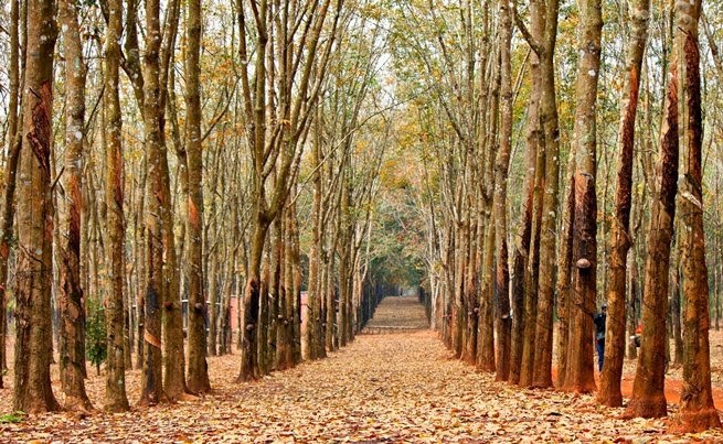 Đẹp ngỡ ngàng Tây Nguyên mùa lá rụng ảnh 6