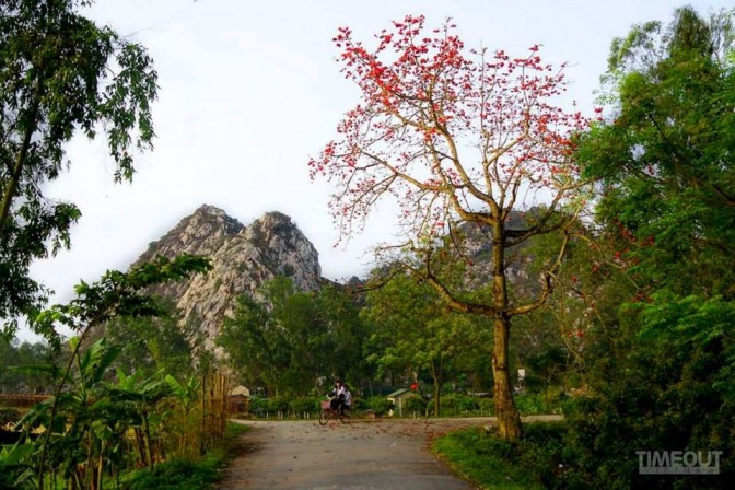 Hoa gạo bung cánh cho mùa xuân chín đỏ ảnh 3