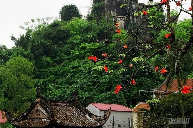 Hoa gạo bung cánh cho mùa xuân chín đỏ ảnh 6