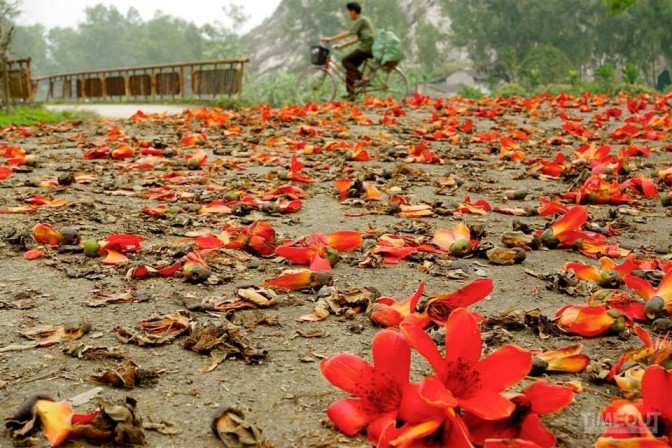 Hoa gạo bung cánh cho mùa xuân chín đỏ ảnh 1