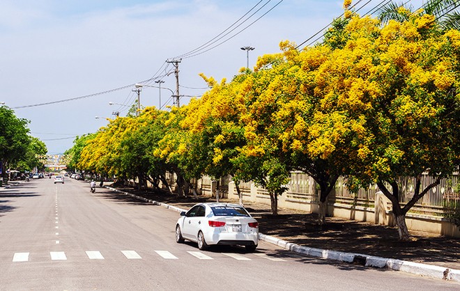 Những con đường hoa sưa vàng rực ở Quảng Nam ảnh 1