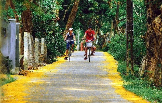 Những con đường hoa sưa vàng rực ở Quảng Nam ảnh 6