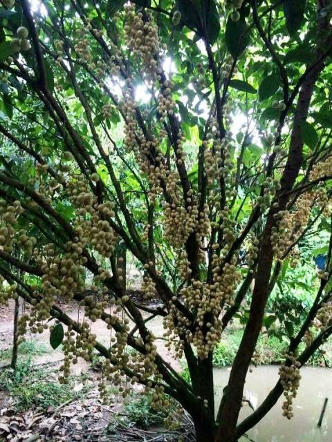 Về Cần Thơ trải nghiệm Kl993 Đăng nhập Giải trí miệt vườn sông nước ảnh 1