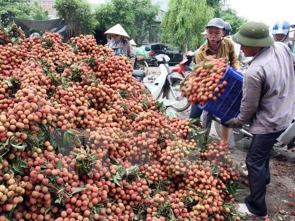 Quả xoài 1,7 triệu, vải thiều 400 nghìn đồng/12 quả: Xót lòng dân Việt ảnh 2