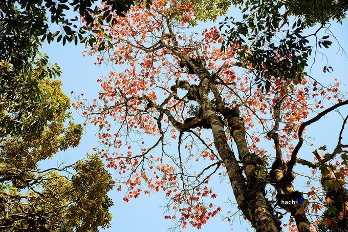 5 điểm ngắm lá phong đỏ ngay ở Việt Nam ảnh 4