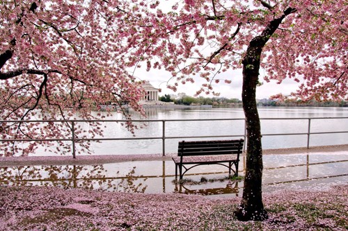 Những điều thú vị về sakura - loài hoa không chỉ có sắc hồng ảnh 1